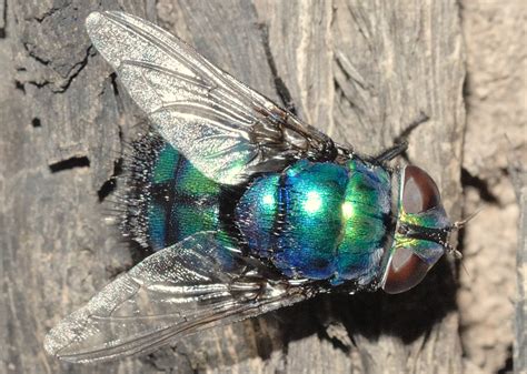 Blue Rutilia Fly Rutilia Neorutilia Simplex