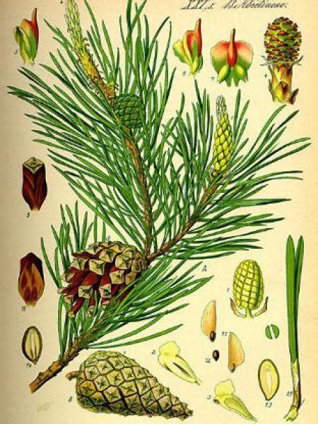 Pin Sylvestre Pinus Sylvestris Le Jardin Du Pic Vert