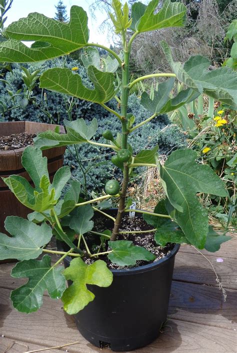 Growing Fig Trees In Containers Kgarden Plant