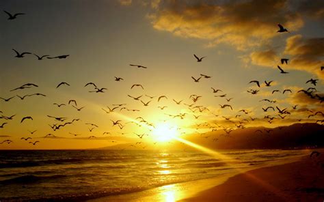 Free Photo Birds At Sunset Bird Flying Group Free Download Jooinn