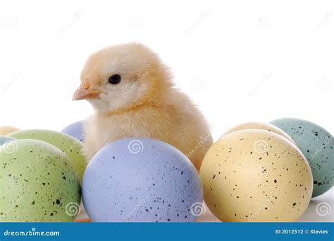 Baby Chick And Eggs Stock Photo Image Of Lighting Contact 2012512