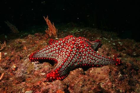 Beautiful Deep Sea Creatures Breathtaking Photos