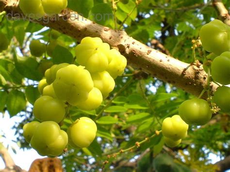 The Earth Of India All About Star Gooseberry Phyllanthus Acidus