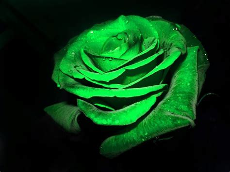 Green Rose Green Rose Green Rose