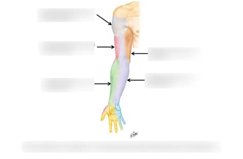 Innervation Of The Upper Extremity Diagram Quizlet