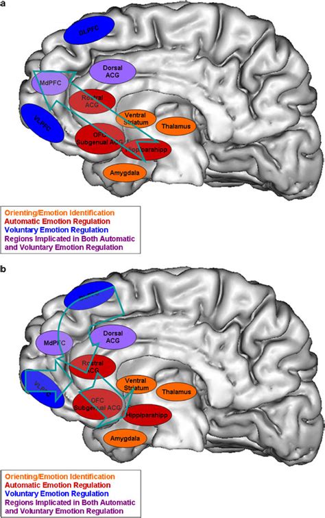 Neural Model Of Emotion Regulation Illustrating Neural Systems Download Scientific Diagram