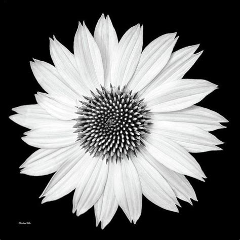 Single Flower Black And White Art Print By Christina Rollo Black And