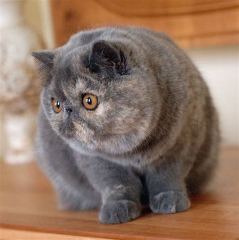 Pin On Exotic Shorthair Cat Breed