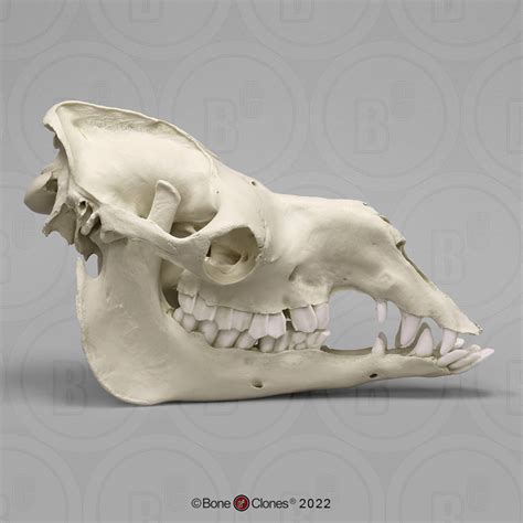 Arabian Camel Dromedary Skull Bone Clones Inc Osteological Reproductions