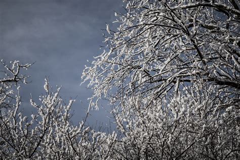 Fotos Gratis Rama árbol Invierno Cielo Escarcha Congelación