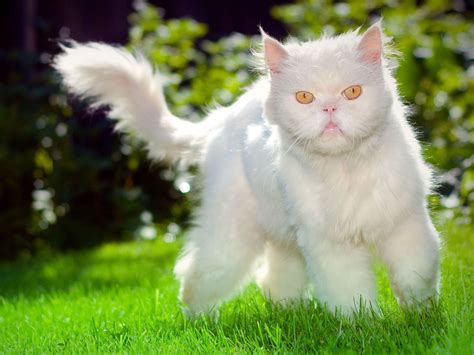 Grumpy Fluffy White Cat On The Grass Wallpapers And Images