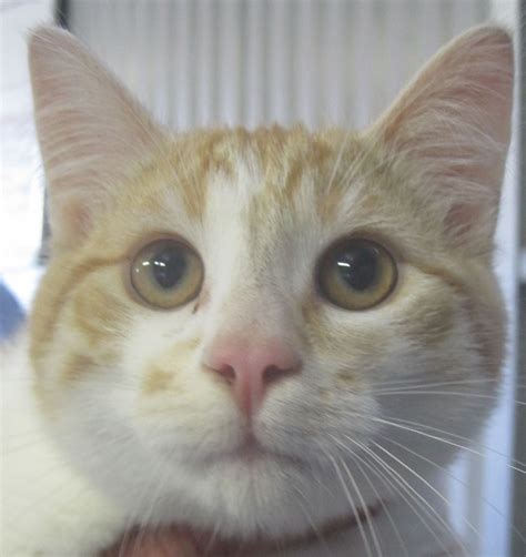 Male Ginger And White Tabby Male Domestic Short Hair Cat In Vic Petrescue
