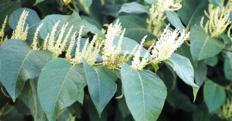 Japanese Knotweed Invasive Plant Beating Kudzu In Tennessee South