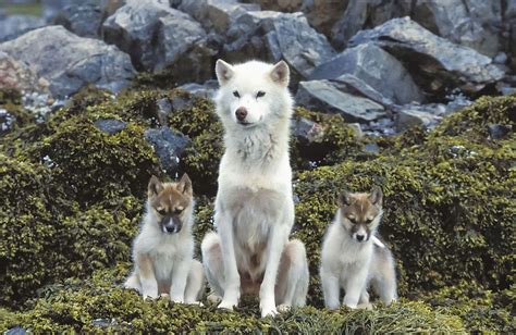 Sled Dog And Puppies On Island Near Itilleq Greenland Dog Photos
