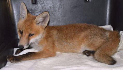 Little Injured Fox Drags His Legs To Man Who Can Help Him Pet Fox