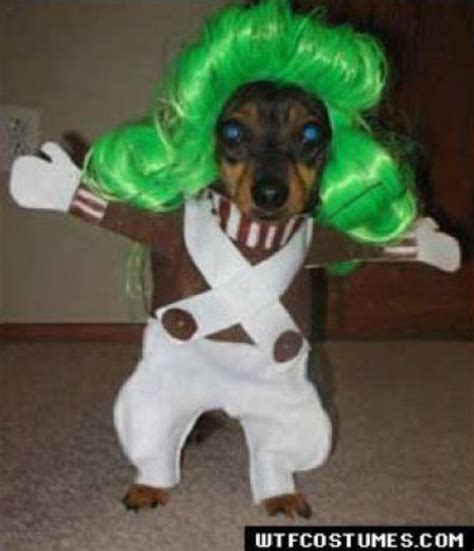 Dogs Dressed Up 53 Pics Curious Funny Photos Pictures