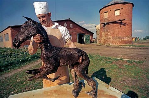 Что мы знаем о чернобыльских мутациях животных Teacher