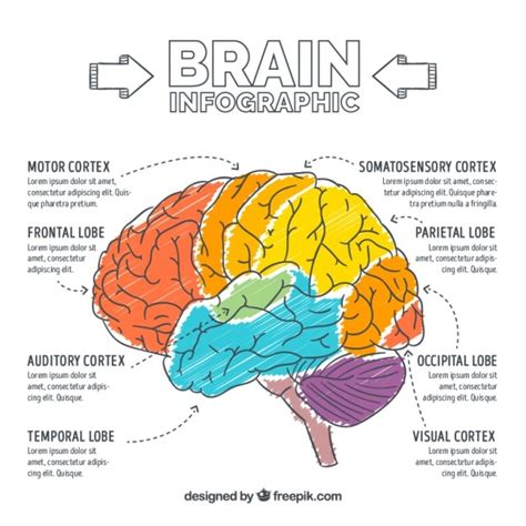 Infographic About The Brain