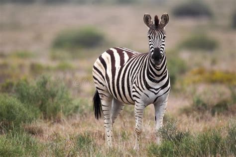 Plains Zebra Equus Quagga Stock Image Image Of Bush Safari 47812947