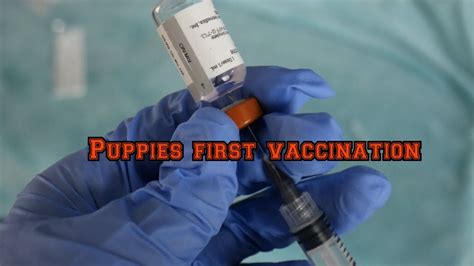 How To Give Puppy Vaccinations Youtube