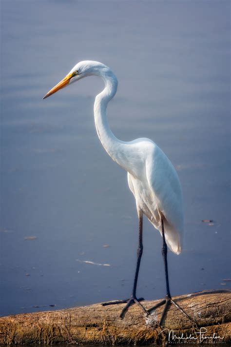 Great White Heron Captured This Great White Heron Standing Tall Atop A