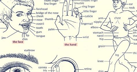 English Vocabulary Parts Of The Human Body Eslbuzz Learning English