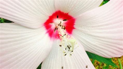 Aphids On Hibiscus — Heres How To Get Rid Of Them