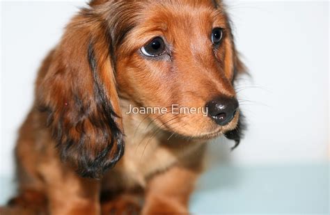 Miniature Long Haired Dachshund Puppy Looking Sad By Joanne Emery