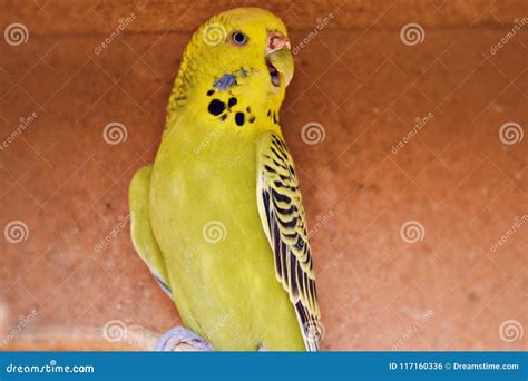 5348 Budgie Photos Free And Royalty Free Stock Photos From Dreamstime