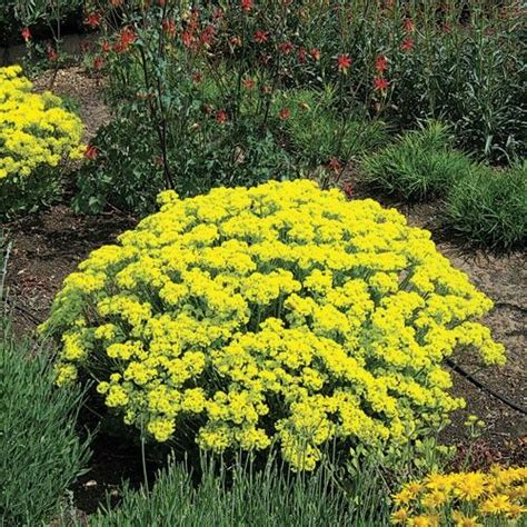 Perennial flowering plants for partial sun. Deseret Nursery Perennial Farm - Sunlight Spectrums