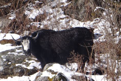 A domestic yak at yamdrok lake. Yak rearing in Sikkim transforms to cope with climate change