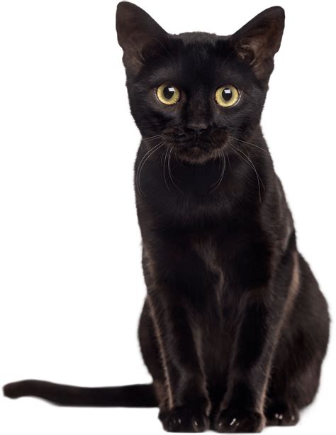 Download Hd Inky Black Kitten Minky Print Black Cat Transparent Png