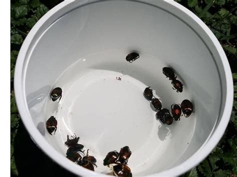 How To Get Rid Of Japanese Beetles And Save Your Garden Killing