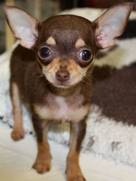 Like puppies, bunnies, babies, and so on. 50 Most Wonderful Brown Chihuahua Dog Pictures And Images