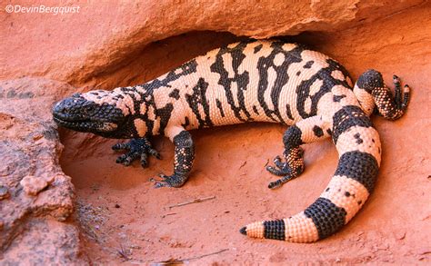 Do not keep wild animals unless it is legal in your country, or you have a permit. 6 Awesome Facts You Didn't Know About Gila Monsters