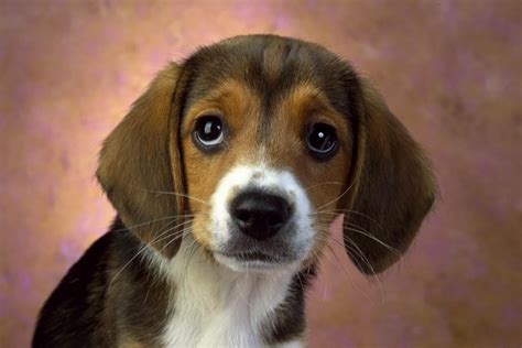 Beagle Dogs Breeds