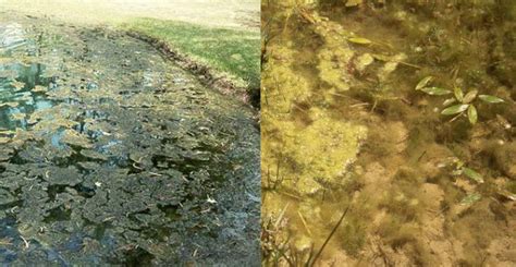 Aquatic Vegetation Common To Lake Athens Athens Municipal Water Authority