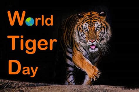 World Tiger Day History Importance And Celebrations Earth Reminder