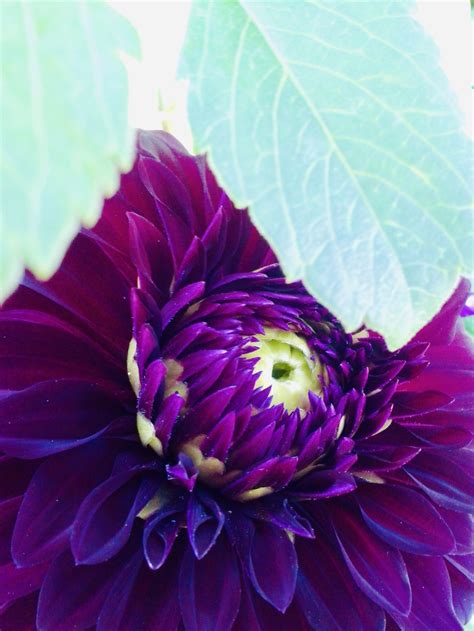Dahlia Purple Botanically