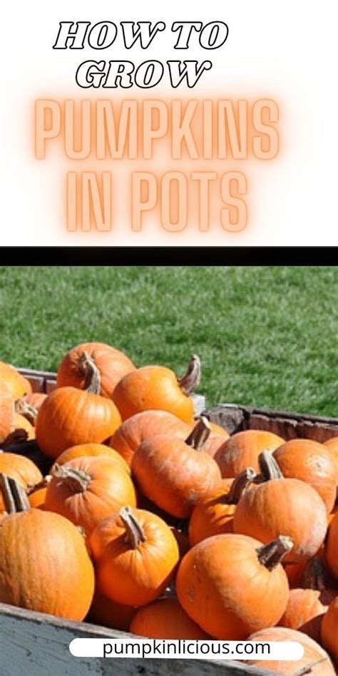 How To Grow Pumpkins In Pots In 2022 Growing Pumpkins Pumpkin Growing
