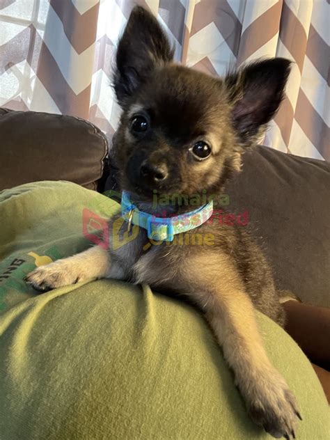 Purebred Male Chihuahua For Sale In Portmore Kingston St Andrew Dogs