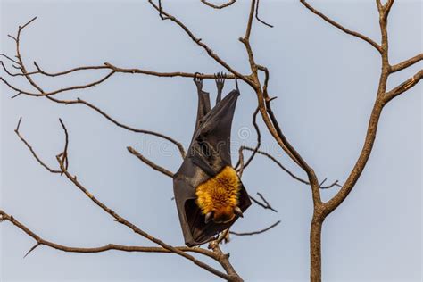 Lyle S Flying Fox Stock Photo Image Of Mare Asia Pteropus 72972710