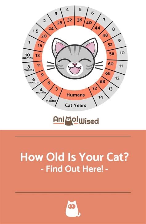 See full list on catsfud.com How Old Is My Cat In Human Years? | Cat ages, Cat years ...