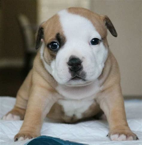 Stay updated about american bully puppies for sale uk. Pocket Bully Puppies for Sale | Top American Bully ...