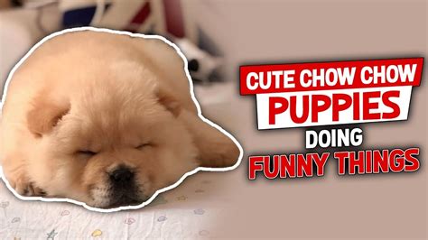 Chow Chow Puppies Funny Videos Compilation 2018 Youtube