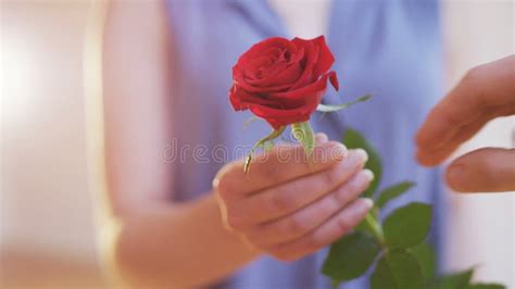 Man Gives A Rose To A Woman She Refuses To Take It Stock Footage