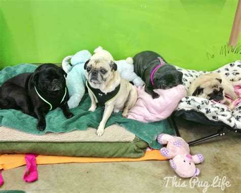 A Grumble Of Pugs This Pug Life