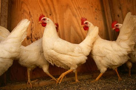 Salmonella Cases Up From Backyard Poultry Operations