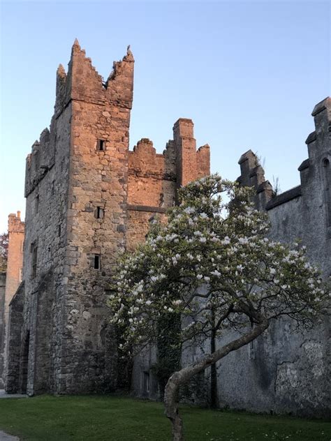 Beautiful Irish Medieval Howth Castle With Magnolia Tree At Sunset
