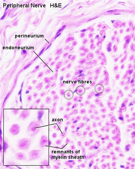 Nerve Cell Histology